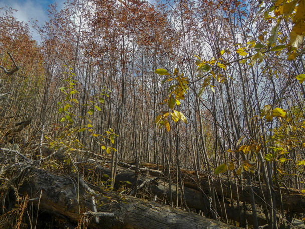 Renkli yaprakları olan sonbahar ağaçları güzel gün ışığında - Fotoğraf, Görsel