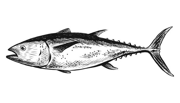 Vector pescado de salmón dibujado a mano. Aislado sobre fondo blanco. - Vector, imagen