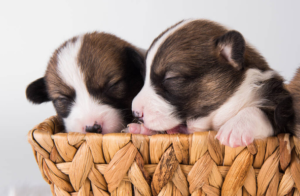 Due simpatici cuccioli di Corgi gallesi Pembroke sul cestino - Foto, immagini