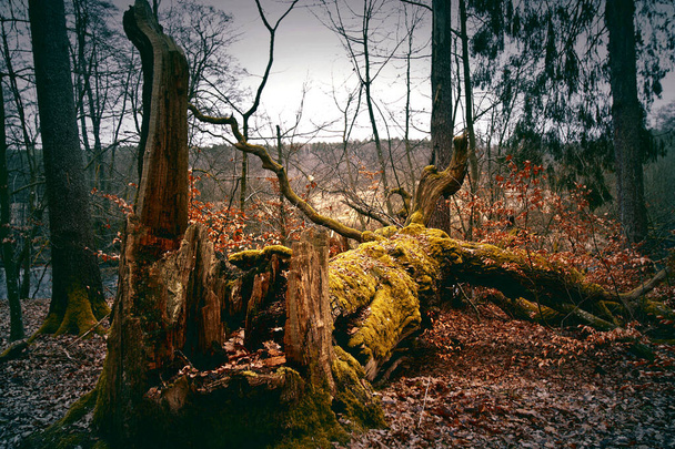 Broken dead tree in the forest. Nature. Autumn. - Φωτογραφία, εικόνα