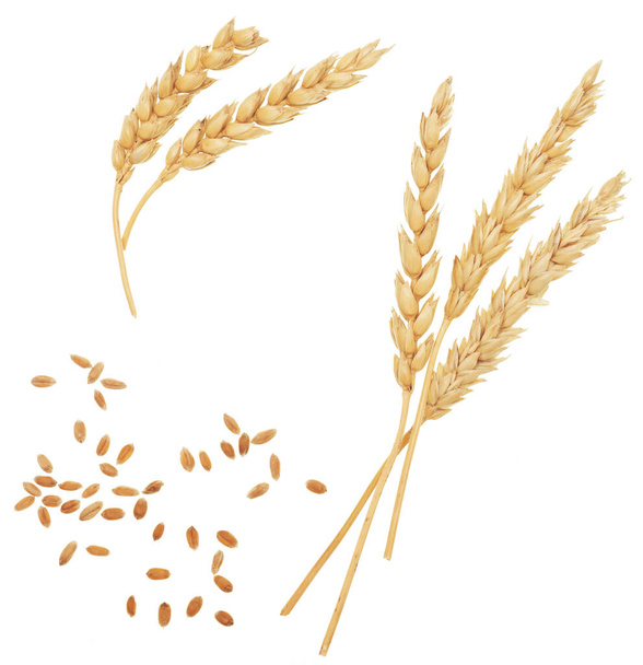 пшеница изолированы на белом фоне - Фото, изображение
