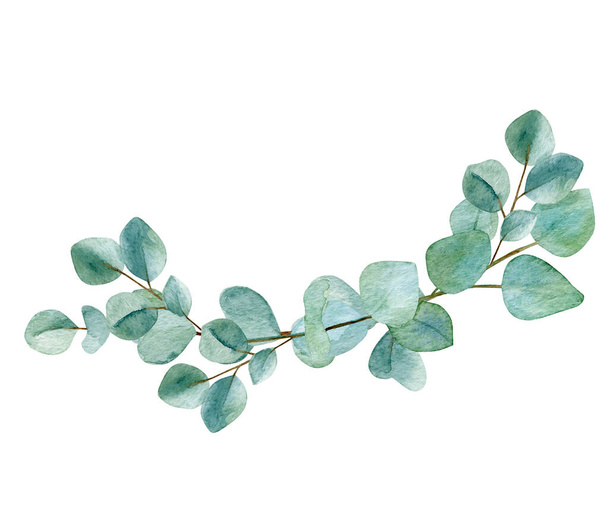 Eukalyptus jemné větve akvarel ilustrace. Eukalyptus listí okraj izolované na bílém pozadí. - Fotografie, Obrázek