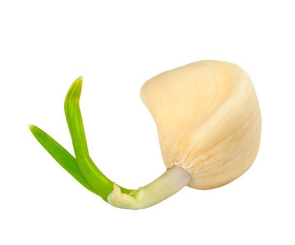 Sprouting clove of garlic - Zdjęcie, obraz