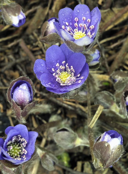 Flowering wild Anemone hepatica  - Photo, Image