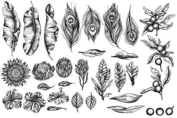 Vector set of hand drawn black and white banana palm leaves, hibiscus, solanum, bromeliad, peacock feathers, protea - Vektör, Görsel