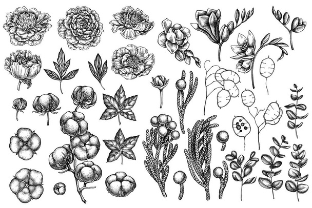 Vector set of hand drawn black and white ficus, eucalyptus, peony, cotton, freesia, brunia - Вектор,изображение