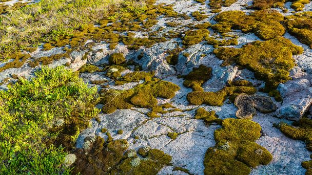 Selective focus, bright green and brown moss and lichen on the stone in the tundra, moss background in nature. - Photo, Image