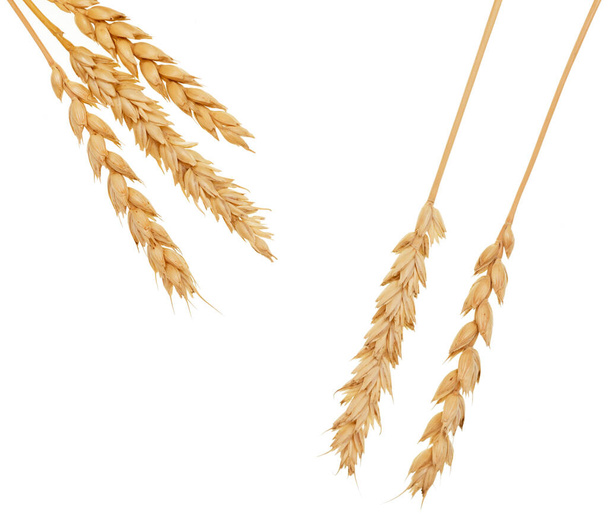 Beyaz arkaplanda buğday izole - Fotoğraf, Görsel
