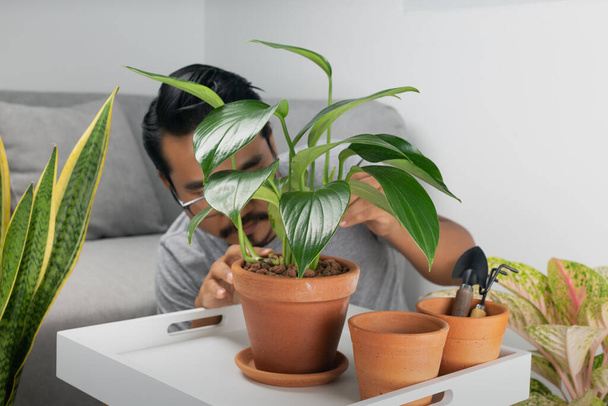 A man is caring for philodendron dragon tail, and breeding plants indoor. - Photo, Image