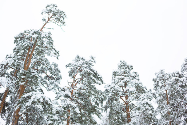 Ośnieżone drzewa w lesie po opadach śniegu. Świerki i sosny w białym, naturalnym tle - Zdjęcie, obraz