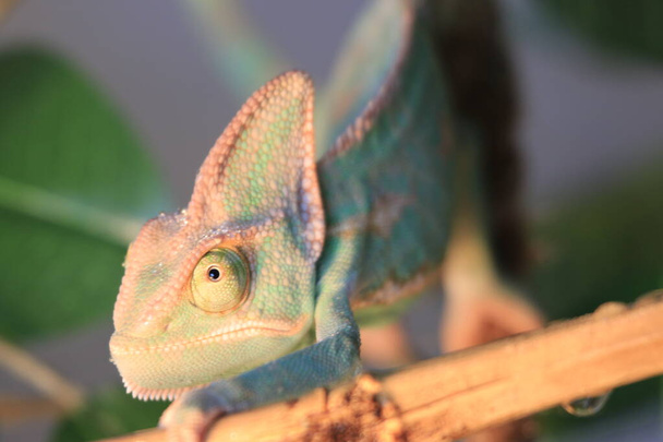 pet veiled chameleon in captivity. High quality photo - Photo, Image
