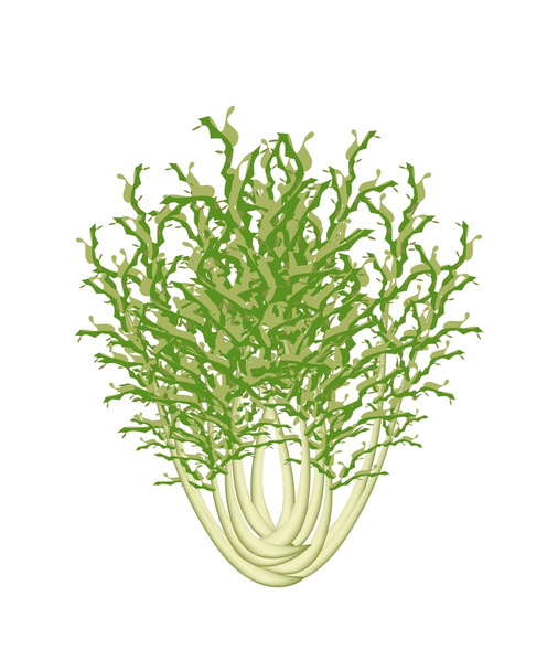 frischer grüner Chicorée auf weißem Hintergrund - Vektor, Bild