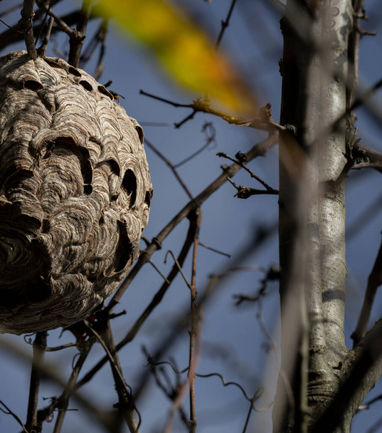 Гнездо азиатской хищной осы, опасный и инвазивный вид, Повоа-де-Ланьосо, Португалия. - Фото, изображение