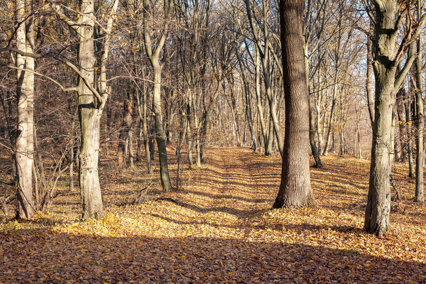 Güneş ışınları ağaçların dallarında oynar. Sonbahar ormanı. Sonbahar renkleri. - Günaydın. Ormanda yürü.. - Fotoğraf, Görsel