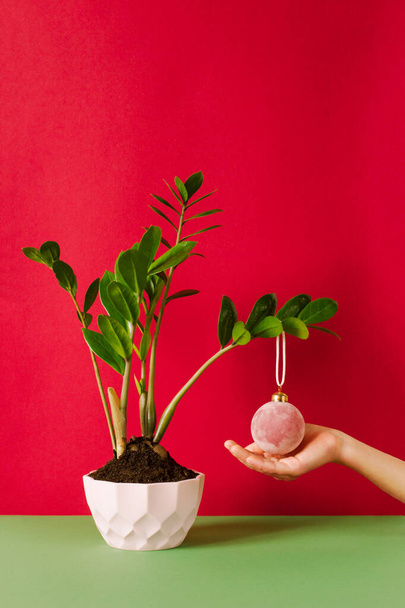 hand holding a Christmas ball on a branch of indoor plant on a red background - Foto, imagen