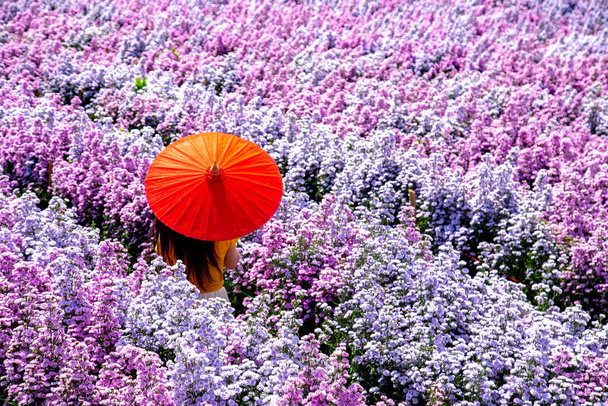 Цветочная ферма в провинции Чиангмай, Таиланд - Фото, изображение