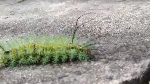 salvador, bahia, brazil - november 24, 2020: fire caterpillar insect is seen in a garden in the city of Salvador. - Footage, Video