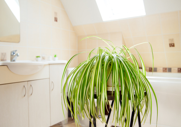 Chlorophytum comosum, appelé plante d'araignée ou plante d'avion poussant en pot blanc dans la salle de bain blanche lumineuse. Grande usine de purification de l'air. - Photo, image