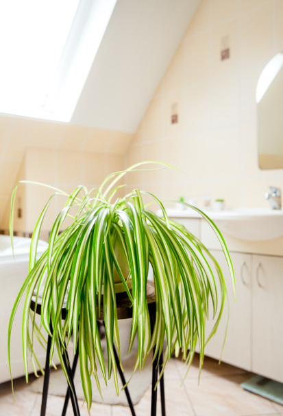 Chlorophytum comosum, auch Spinnenpflanze oder Flugzeugpflanze genannt, wächst im weißen Topf im hellen weißen Badezimmer. Große Luftreinigungsanlage. - Foto, Bild