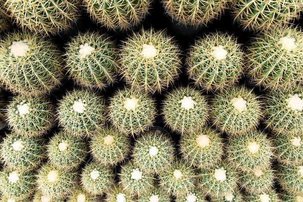 Groene kleur cactus plaats als achtergrond - Foto, afbeelding
