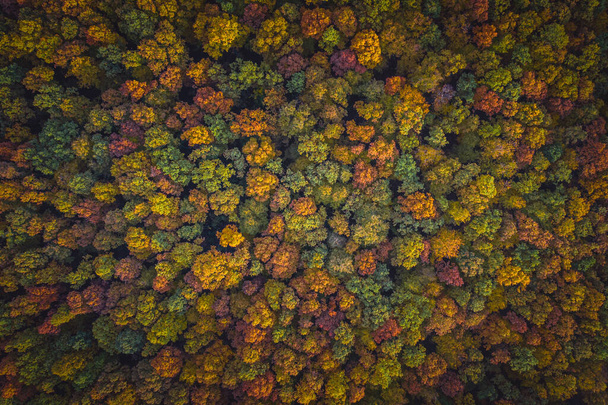 Vista aérea del bosque de otoño de color - Foto, imagen