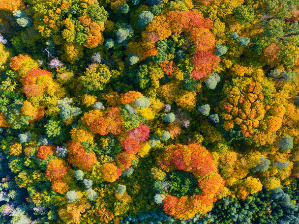 Εναέρια πάνω προς τα κάτω θέα του ζωηρόχρωμου φθινοπωρινού δάσους - Φωτογραφία, εικόνα