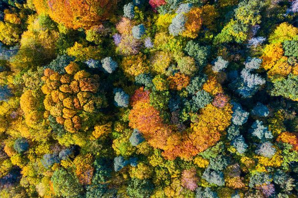 カラフルな秋の森の空中トップダウンビュー - 写真・画像