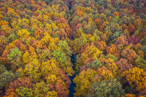 Αεροφωτογραφία του δρόμου μέσα από πολύχρωμο δάσος φθινόπωρο - Φωτογραφία, εικόνα