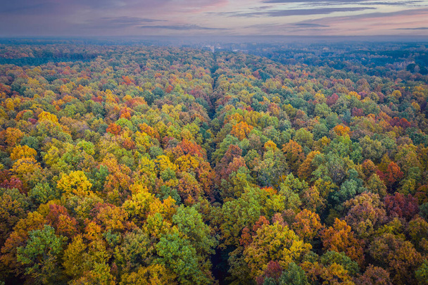 Luchtfoto van de weg door kleurrijke herfst bos - Foto, afbeelding