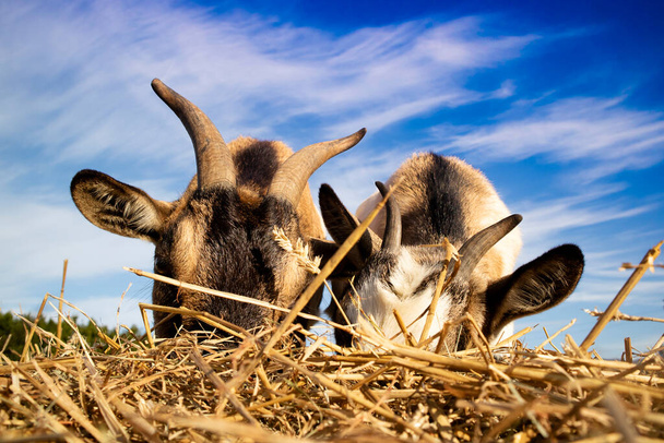 2頭のヤギの昼休みの撮影 - 写真・画像