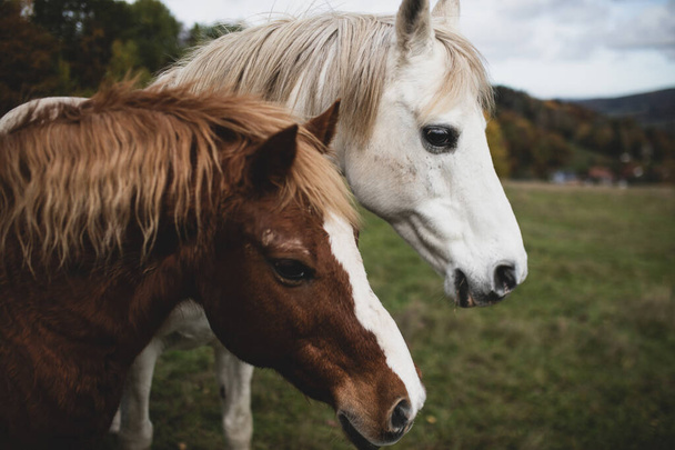Két ló arcképe a mezőn.. - Fotó, kép