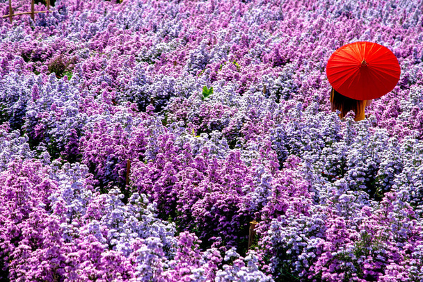 Virággazdaság Chiang Mai tartomány, Thaiföld - Fotó, kép