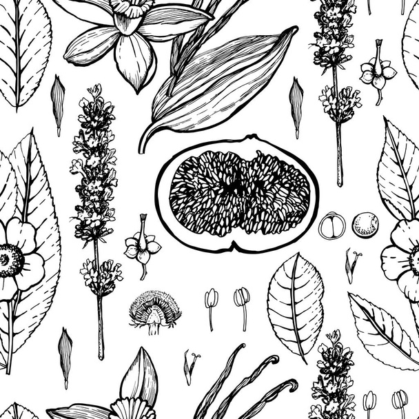 Graphic botanical pattern on white - Vetor, Imagem