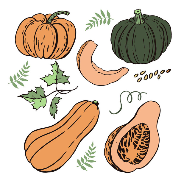 Set of hand drawn graphic sketches of pumpkins - Vector, Imagen