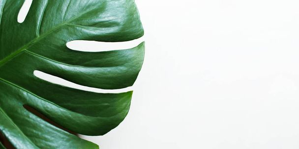 Monstera leaf isolated on white background close up. Banner, empty space for text - Foto, Bild