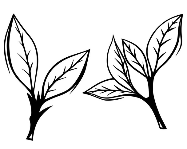手描きのスケッチセット緑茶葉ベクトルイラスト。花の枝有機ラインアート。白地に黒い葉 - ベクター画像