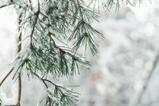 Fresh snow on branch of pine tree - Zdjęcie, obraz