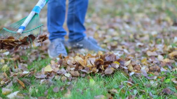 Harava kaatuneet lehdet syksyllä. Puutarhanhoito syksyllä. Puhdistan nurmikkoa lehdistä. Syksyinen työ puutarhassa. lähikuva. Hidastettu kuvamateriaali - Materiaali, video