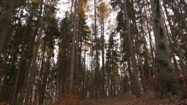 Krásný bukový les na podzim - Záběry, video