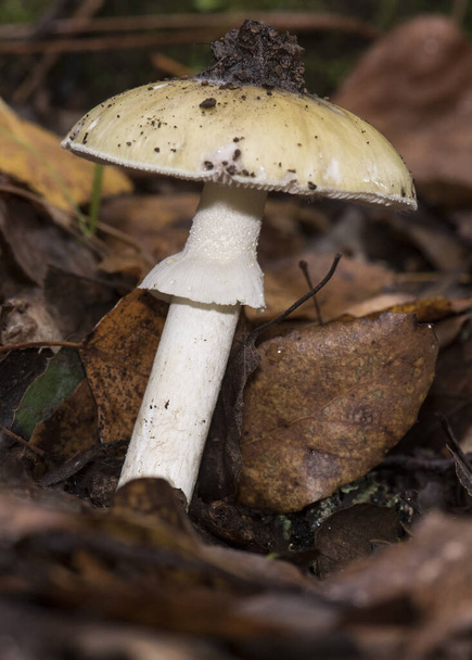 Amanita phalloides chapeau de mort beau et mortel champignon verdâtre sur le chapeau stipe et anneau blanc sur les débris végétaux dans la lumière de la forêt par flash - Photo, image