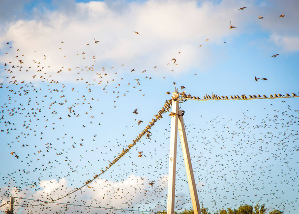 Pájaros en una línea eléctrica - Foto, imagen
