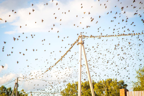 Πουλιά σε μια ηλεκτρική γραμμή - Φωτογραφία, εικόνα