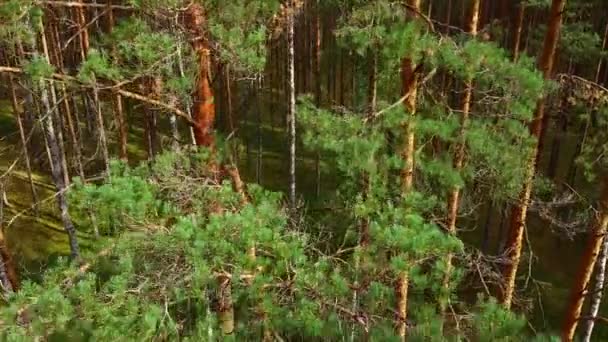 Drone desciende en un bosque verde pino en un día soleado. - Metraje, vídeo