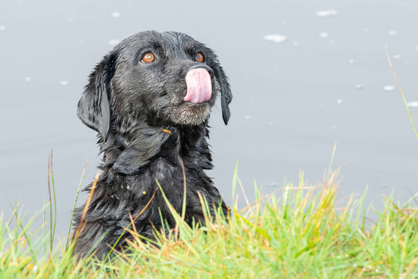 Coup de tête d'un Labrador noir dans l'eau regardant avec impatience - Photo, image