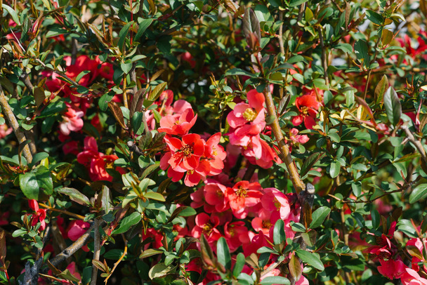 Fleurs de coing japonaises. Chaenomeles, petites fleurs rouges au printemps - Photo, image
