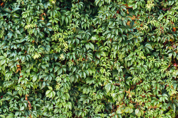 hojas verdes en un jardín de verano, fondo de la naturaleza - Foto, Imagen