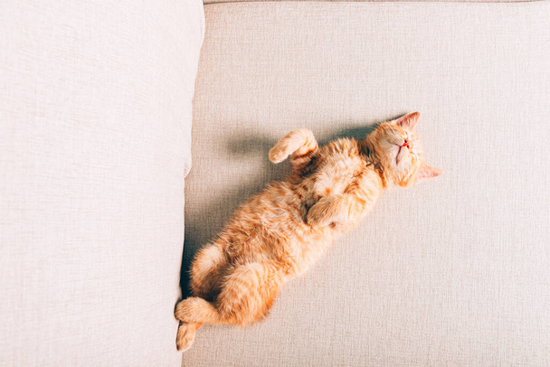 lindo jengibre gatito duerme - Foto, imagen