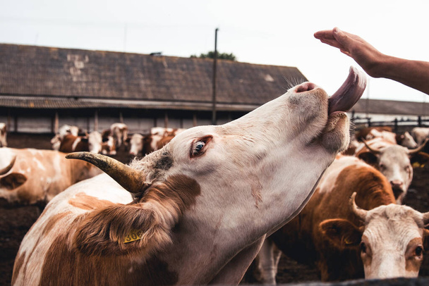 Cows on the form. Milk, meat production.  - Photo, image