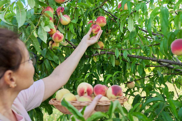 Woman gardener picking ripe peaches from tree in basket - Fotó, kép
