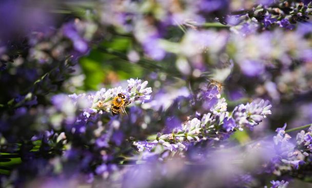 Közelkép egy mézelő méhről, ami nektárt gyűjt és virágport terjeszt a levendula lila virágain.. - Fotó, kép